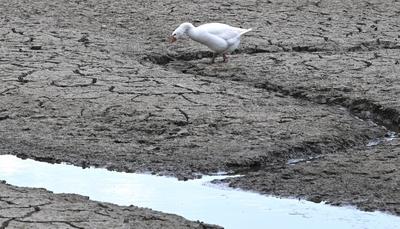 Drought in Belgium 12/05/2025-stock-foto