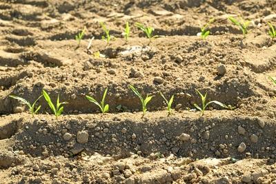 Drought in Belgium 12/05/2025-stock-foto