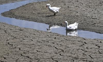 Drought in Belgium 12/05/2025-stock-foto