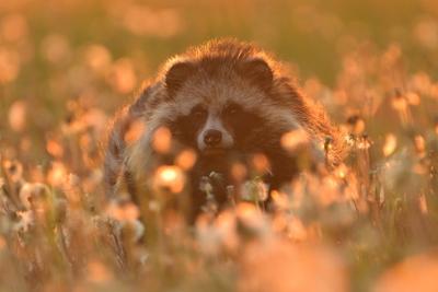 Waschb?r Hund gemeinsame Nyctereutes procyonoides Wiese chinesischen asiatischen Feld closeup niedlich Liebling invasive Arten in Europa, Abend Sonnenuntergang Sommer suchen, Tier Fell Augen Problem f?r die biologische Vielfalt, Europa-stock-photo