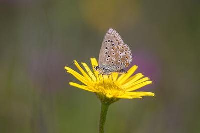 Himmelblauer Bl?uling - Polyommatus bellargus - weiblich, auf einer Bl?te des Weidenbl?ttrigen Ochsenauge - Buphthalmum-stock-photo