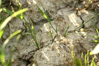 Drought in Belgium 12/05/2025-stock-foto