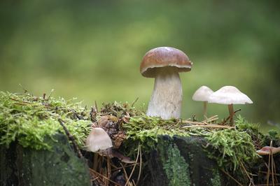 Wilder Penny Bun-Pilz in ?ppiger gr?ner Waldlandschaft wachsend-stock-foto