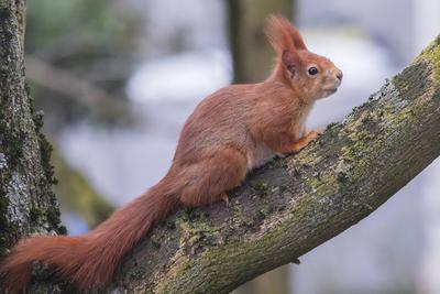 Eurasisches Eichh?rnchen (Sciurus vulgaris) in einem Baum im K?lner Stadtteil Nippes *** Eurasian squirrels (Sciurus vulgaris) in a tree in the Nippes district of Cologne-stock-photo