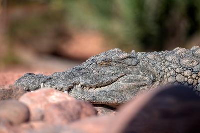 A crocodile relaxes on rocky terrain while basking in the sun's warmth.-stock-photo