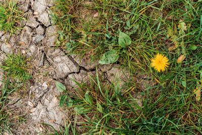 Bavaria, Germany - April 20, 2025: Symbolic image of climate change: Dried, cracked earth borders directly on a green me-stock-foto