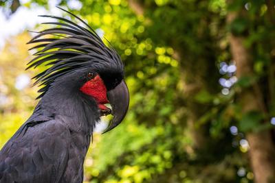 Ein auff?lliger schwarzer Kakadu mit rotem Kamm steht vor einem ?ppigen gr?nen Hintergrund, der sein lebhaftes Gefieder zur Geltung bringt.-stock-photo