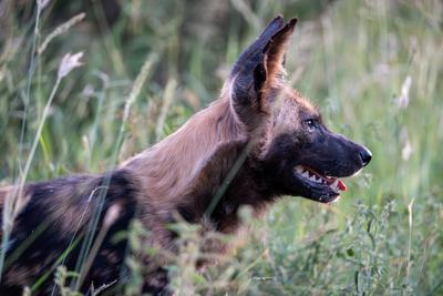 Ein wilder Hund im hohen Gras perfekt eingefangen in atemberaubender Naturfotografie Moment-stock-photo