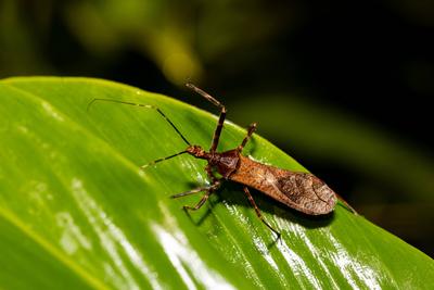 Reduviidae, echte M?rderwanze. Refugio de Vida Silvestre Cano Negro, Costa Rica wildlife.-stock-photo