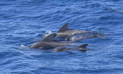 Gruppe Pilotwale im Atlantik vor La Gomera, Spanien-stock-photo