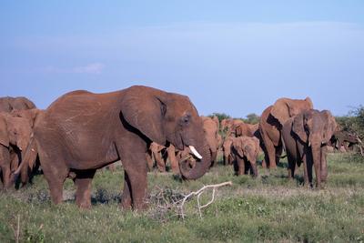 Majest?tische afrikanische Elefanten, die anmutig frei in ihrem nat?rlichen Lebensraum umherstreifen, Wunder der Natur-stock-foto