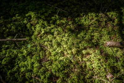 Forest floor covered with moss Bad Hofgastein forest Salzburg Austria-stock-foto