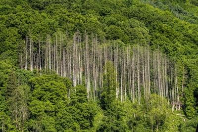 Wald tote Fichten-stock-foto