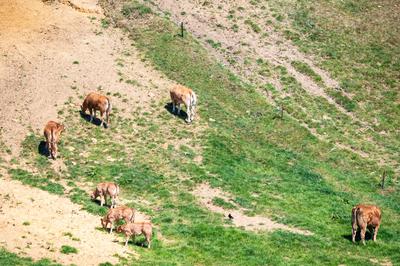 Dry and steep hills with grazing brown cows at the Flemish countryside in Overijse, Brabant, Belgium. 10 May 2025-stock-photo