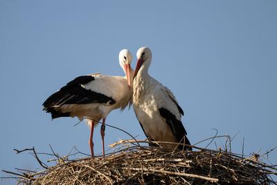 St?rche im Nest unter blauem Himmel-stock-photo