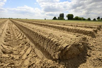 Illustration Of Drought In Flanders 08/05/2025-stock-foto