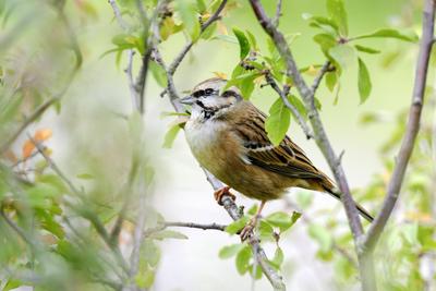 DEU, Deutschland, Germany, Rheinland-Pfalz, Bernkastel-Kues, 13.10.2022: Eine Zippammer sitzt in einem Baum in einem Wei-stock-photo