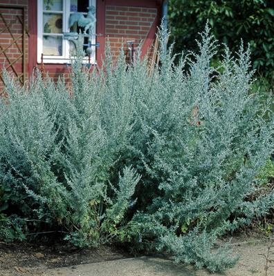 Echter Wermut, auch Wermutkraut, Artemisia absinthium, war schon seit der Antike als Heilpflanze bekannt und wurde als m-stock-photo