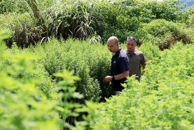 Artemisinin Production LIUZHOU, CHINA - AUGUST 21, 2024 - A staff member checks the growth of artemisia annua in Liuzhou-stock-foto