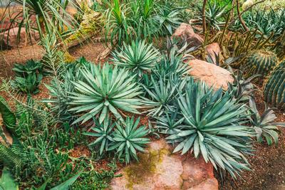Cactus garden - cactus diversity Cactus garden - cactus diversity, stone garden Copyright: xZoonar.com/IngridxBalabanova-stock-foto