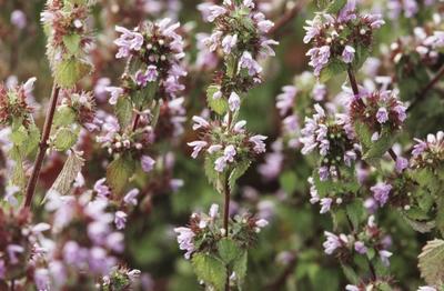 Bildnummer: 55904995  Datum: 31.07.2008  Copyright: imago/blickwinkelschwarznessel, schwarz-nessel (ballota nigra), bl?hend black horehound (ballota nigra), blooming blw048373 kbdig 2008 quer lamiace? labiate? lippenbl?tler pflanze pflanzen botanik angiosperme angiospermen dikotyle pflanzen dicotyledon? heilpflanze heilpflanzen querformat wildpflanzen deutschland wildpflanzen deutschlands wildpflanze wildpflanzen wildblume wildblumen flora deutschland staude stauden kraut kr?uter mehrj?hrig mehrj?hriges kraut mehrj?hrige kr?uter bl?hen bl?hend rosa bl?te rosa bl?ten bl?te bl?ten blume blumen rosa ruderalpflanze ruderalpflanzen ruderalart ruderalarten labiate labiates labiat? plant plants botany dicotyle plants dicotyledonous plants dicots medical plant medical plants medicinal plant medicinal plants horizontal format wild flower wild flowers native plant native plants germany herb herbs perennial perennial herb perennial herbs herbaceous perennial herbaceous perennials blooming flourishing flowering pink blossom pink blossoms blossom blossoms flower flowers pink flower pink flowers pink ruderal plant ruderal plants  55904995 Date 31 07 2008 Copyright Imago Angle Schwarznessel Black Nettle Ballota nigra blooming Black  Ballota nigra blooming  Kbdig 2008 horizontal Lamiaceae labiate? Lippenbl?tler Plant Plants Botany angiosperms angiosperms  dicotyledon Plants Dicotyledonae Medicinal plant Medicinal plants Landscape Wild plants Germany Wild plants Germany Wild plant Wild plants Wild flower Wild flowers Flora Germany Perennial Perennials Cabbage Herbs perennial Multiannual Cabbage more years Herbs bloom blooming Pink blossom Pink blossoms blossom blossoms Flower Flowers Pink Ruderal plants Ruderal plants Ruderalart Ruderalarten Labiatae Labiatae labiata plant Plants Botany dicotyle Plants dicotyledonous Plants dicot Medical plant Medical Plants medicinal plant medicinal Plants horizontally Format Wild Flower Wild Flowers NATIVE plant NATIVE Plants Germany Herb Herbs perennial perennial Herb perennial Herbs herbaceous perennial herbaceous perennials blooming flourishing flowering Pink Blossom Pink Blossoms Blossom Blossoms Flower Flowers Pink Flower Pink Flowers Pink Ruderal plant Ruderal Plants-stock-photo