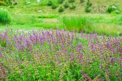 Ein wundersch?nes Feld mit bl?henden Lavendelbl?ten unter der warmen Sommersonne auf einem gr?nen H?gel.-stock-photo