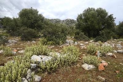 Napf Schwarznessel Napfschwarznessel Ballota acetabulosa Olivenbaeume auf dem Peloponnes Griech-stock-foto