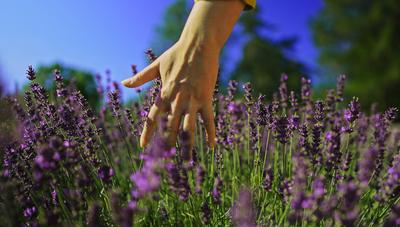 Die Hand einer Frau ber?hrt ein Lavendelfeld.-stock-photo