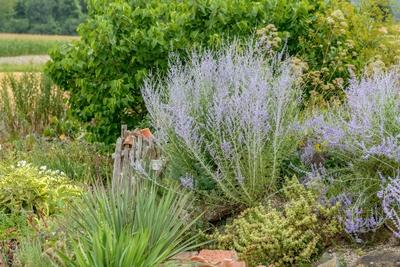 Blauraute, Blau-Raute, Silber-Perowskie, Silberperowskie, Blue Spire (Perovskia Blue Spire , Perovskia Blue Spire), blu-stock-foto