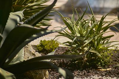 Natural and wild aloe plant Beautiful bush of Aloe plants, beautiful and very lush specimens of bright and glowing color-stock-photo