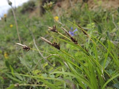 Berg Segge Bergsegge Carex montana Bluetenstaende Deutschland Nordrhein Westfalen soft leaved-stock-foto