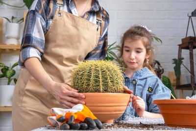 Mom and daughter are afraid to get pricked with a cactus, The girl touches the thorns. Repotting overgrown home plant la-stock-photo