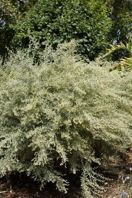 Artemisia absinthium, Wermut, wormwood Artemisia absinthium, Wermut, wormwood Copyright: xZoonar.com/PeterxHimmelhuberx-stock-foto