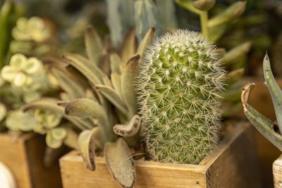 Many potted cacti in the shop Many potted cacti in the shop detail Many potted cacti in the shop Copyright: xFilippoxCar-stock-photo