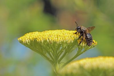 Grosse Holzbiene (Xylocopa violacea)-stock-foto