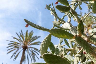 14 March 2023: Cactus plant against blue sky *** Kaktus Pflanze vor blauem Himmel-stock-foto