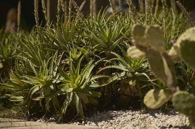 Beautiful bush of Aloe plants, beautiful and very lush specimens of bright and glowing colors. Natural and wild aloe pla-stock-photo