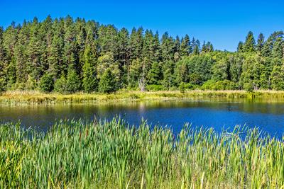See in einem borealen Wald mit gr?nem Schilf an einem sonnigen Sommertag-stock-foto