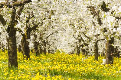 Eine Plantage mit Apfelb?umen in Bl?te-stock-foto