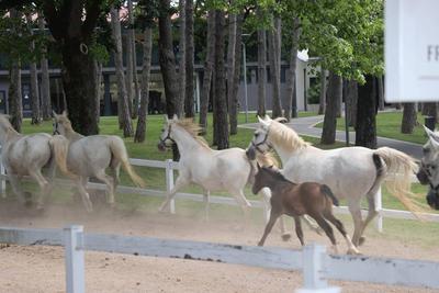 Algerian President, Abdelmadjid Tebboune, and Slovenian President, Nata?a Berce Musar, visit a horse breeding facility-stock-foto