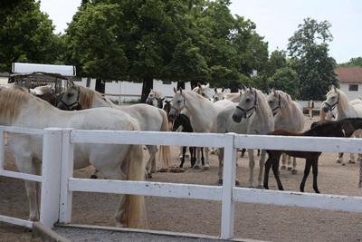 Algerian President, Abdelmadjid Tebboune, and Slovenian President, Nata?a Berce Musar, visit a horse breeding facility-stock-foto