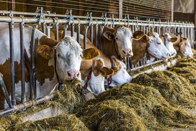 K?he fressen Heu in einem Stall in der N?he von Murnau ( Landkreis Garmisch-Partenkirchen Bayern ). Kuhstall *** Cows ea-stock-photo