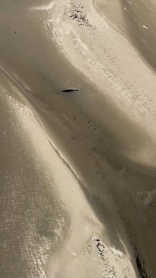 Erneut ist ein Wal oestlich von Wangerooge am 14.05.2025 gestrandet Zweite Walstrandung innerhalb von 3 Monate auf der Sandbank Minsener Oog Vermutlich ist der Wahl auf der Sandbank bei Ebbe gestrandet. Um was f?r einen Wal es sich handelt ist noch unklar. Der jetzige Wal ist auch einige Meter kleiner als der im Februar gestrandet war.Fotos Videoscreenshots wurde aus einem Hubschrauber erstellt . Es lag eine ?berfluggenemigung vor. Niedersachsen Deutschland *** Another whale stranded east of Wangerooge on 14 05 2025 Second whale stranding within 3 months on the sandbank Minsener Oog Presumably the whale stranded on the sandbank at low tide It is still unclear what kind of whale it is The current whale is also a few meters smaller than the-stock-foto