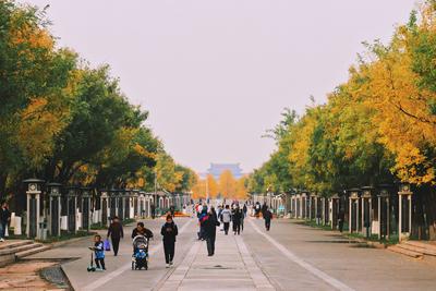 Autumn in Beijing, red maple leaves, yellow gingko, orange persimmons, gorgeous mountains, colorful lakes; autumn in Bei-stock-foto