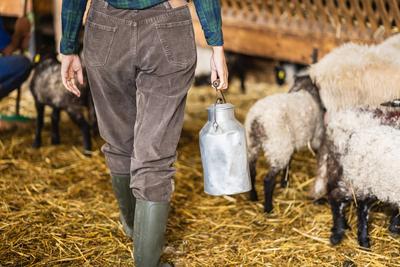 milchkanne,schafe,landwirtin,kanne,kannen,milchkannen,schaf,bauer,bauern,b?uerin,b?uerinnen,landwirt,landwirte ** milk c-stock-foto