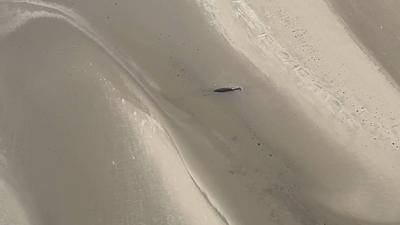 Erneut ist ein Wal oestlich von Wangerooge am 14.05.2025 gestrandet Zweite Walstrandung innerhalb von 3 Monate auf der Sandbank Minsener Oog Vermutlich ist der Wahl auf der Sandbank bei Ebbe gestrandet. Um was f?r einen Wal es sich handelt ist noch unklar. Der jetzige Wal ist auch einige Meter kleiner als der im Februar gestrandet war.Fotos Videoscreenshots wurde aus einem Hubschrauber erstellt . Es lag eine ?berfluggenemigung vor. Niedersachsen Deutschland *** Another whale stranded east of Wangerooge on 14 05 2025 Second whale stranding within 3 months on the sandbank Minsener Oog Presumably the whale stranded on the sandbank at low tide It is still unclear what kind of whale it is The current whale is also a few meters smaller than the-stock-foto
