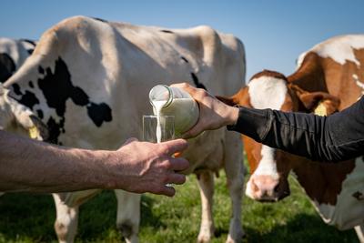 Milchwirtschaft - demonstratives Einschenken von Milch in ein Trinkglas auf einer Kuchweide zwischen Kühen, landwirtscha-stock-foto