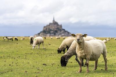 Mont Saint-Michel Schafe vor dem Klosterberg Mont Saint-Michel, Le Mont-Saint-Michel, Normandie, Frankreich Sheep at Mon-stock-foto