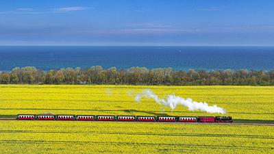 +++Ostsee B?derbahn Molli im Rapsfeld+++-stock-foto