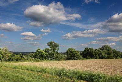 Nutzpflanzen bei Trockenheit Maisfelder kurz vor dem Sommer bei andauernder, trockener Wetterlage Essen Nordrhein-Westfa-stock-foto